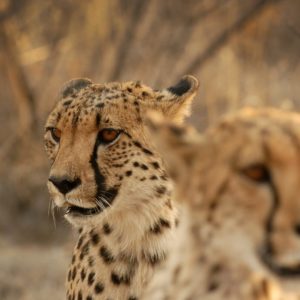 APart Posters - Foto - Wild Life